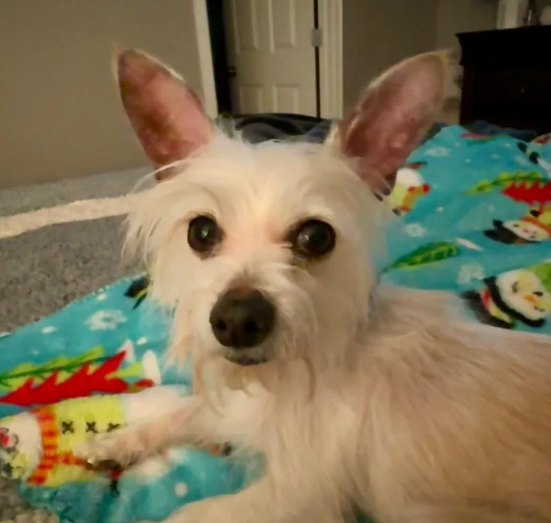 Fennec Mortimer Fox thumbnail 2