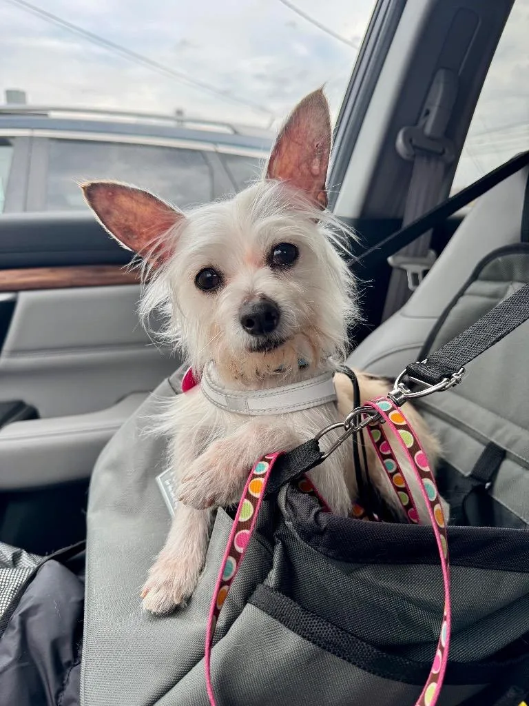 Fennec Mortimer Fox thumbnail 3