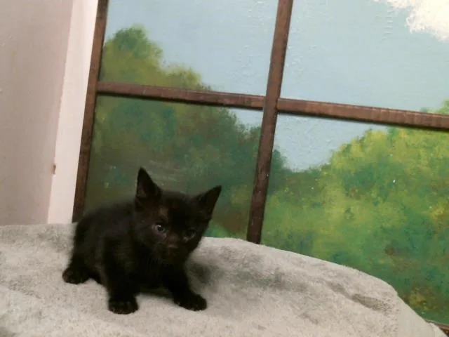 A baby small-sized male Domestic Short Hair cat named Noah for adoption in Houston, TX