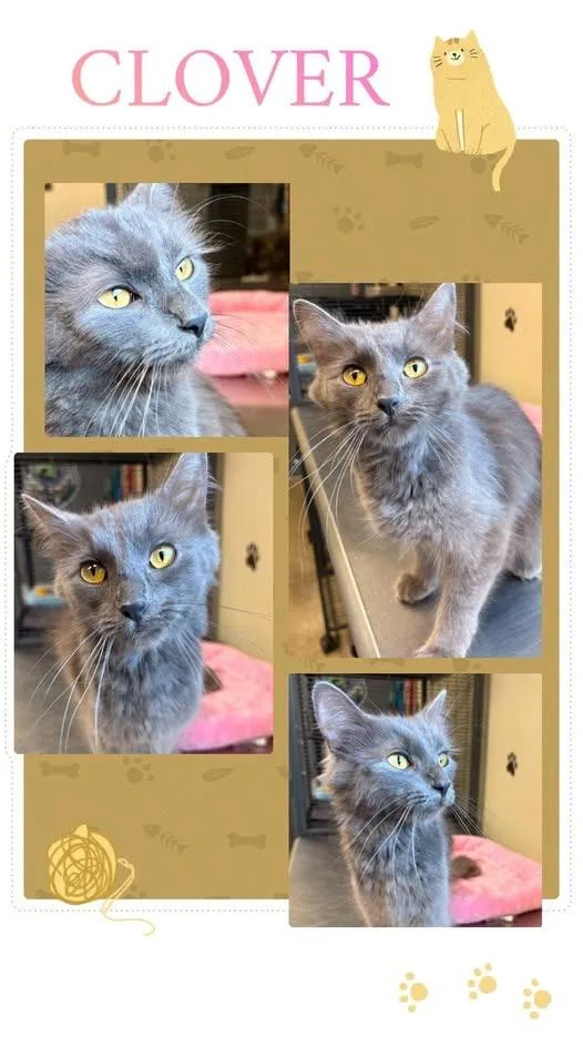 A baby large-sized female Domestic Long Hair cat named Clover for adoption in Rensselaer, IN
