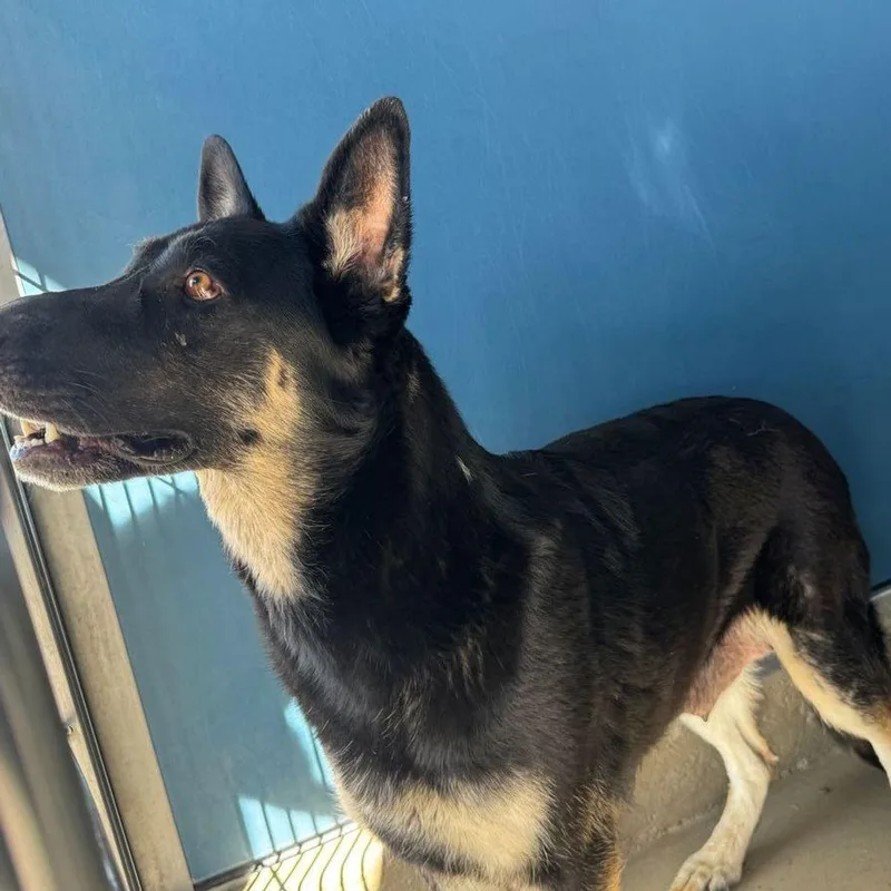 An adult medium-sized female Black Husky dog named Roxy for adoption in Kingman, AZ