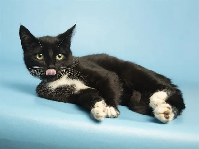 A young small-sized male Domestic Short Hair cat named Felix for adoption in Phoenix, AZ
