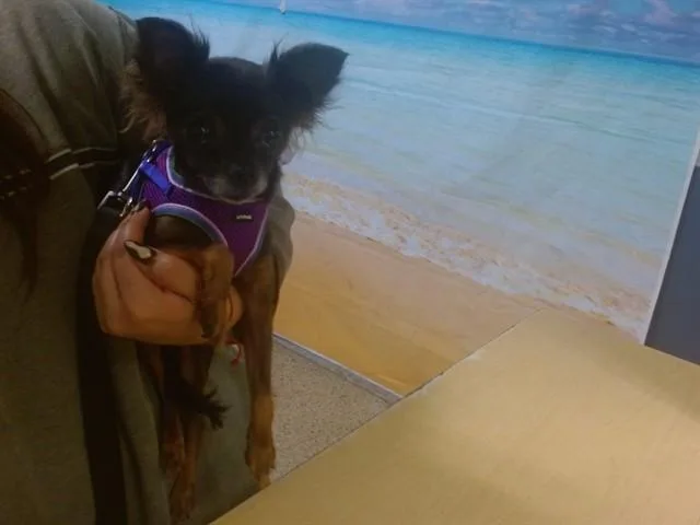 An adult small-sized female Chihuahua dog named Chi Chi for adoption in Miami, FL