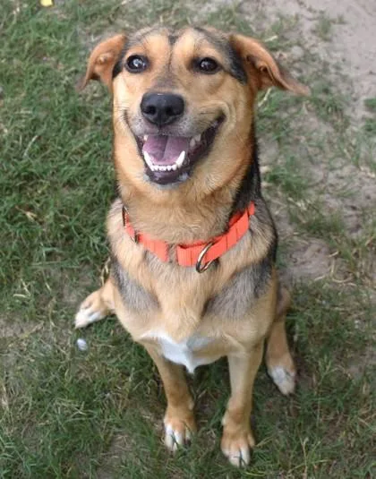 An adult medium-sized male Tricolor (Brown, Black, & White) German Shepherd Dog dog named Chowder for adoption in Inverness, FL