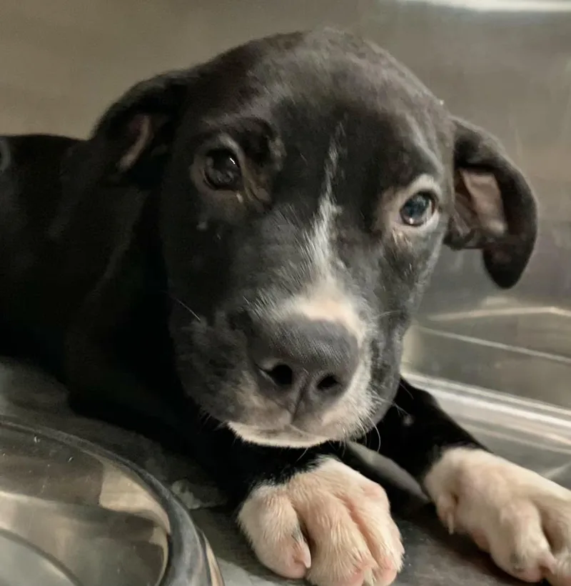 A baby medium-sized female Black Mixed Breed dog named Noel for adoption in Parma, OH
