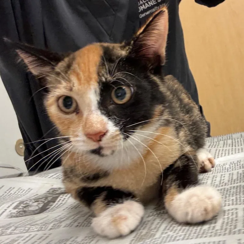 A baby small-sized female Black Domestic Short Hair cat named Kathryn for adoption in Jacksonville, FL