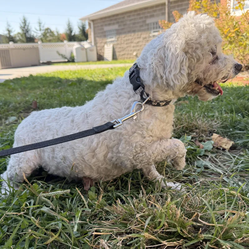 A young small-sized female Bichon Frise dog named Blair for adoption in Latrobe, PA