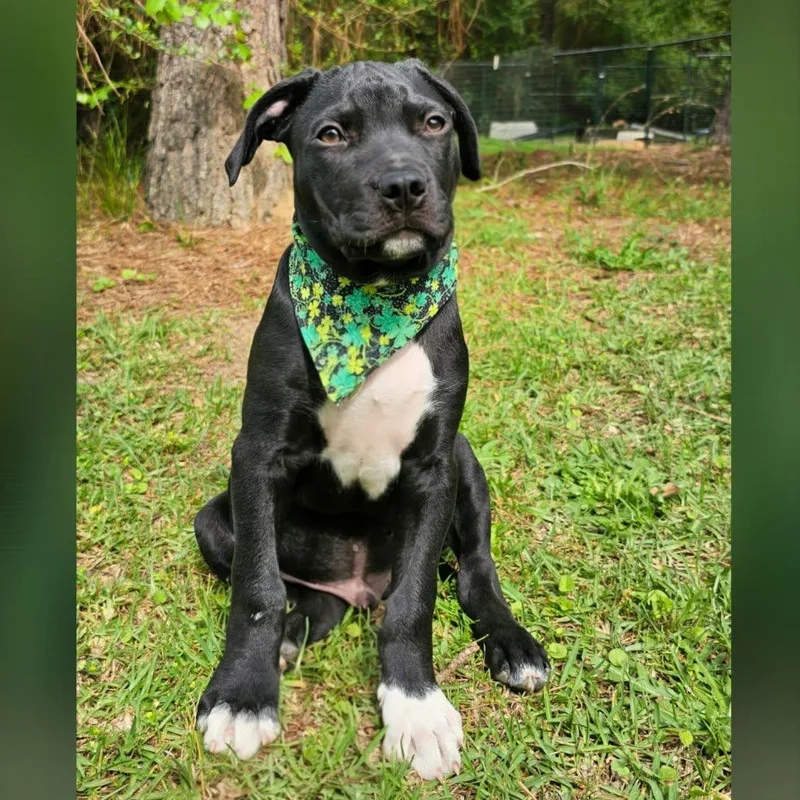 A baby medium-sized male Black Mixed Breed dog named Bruno for adoption in BONIFAY, FL