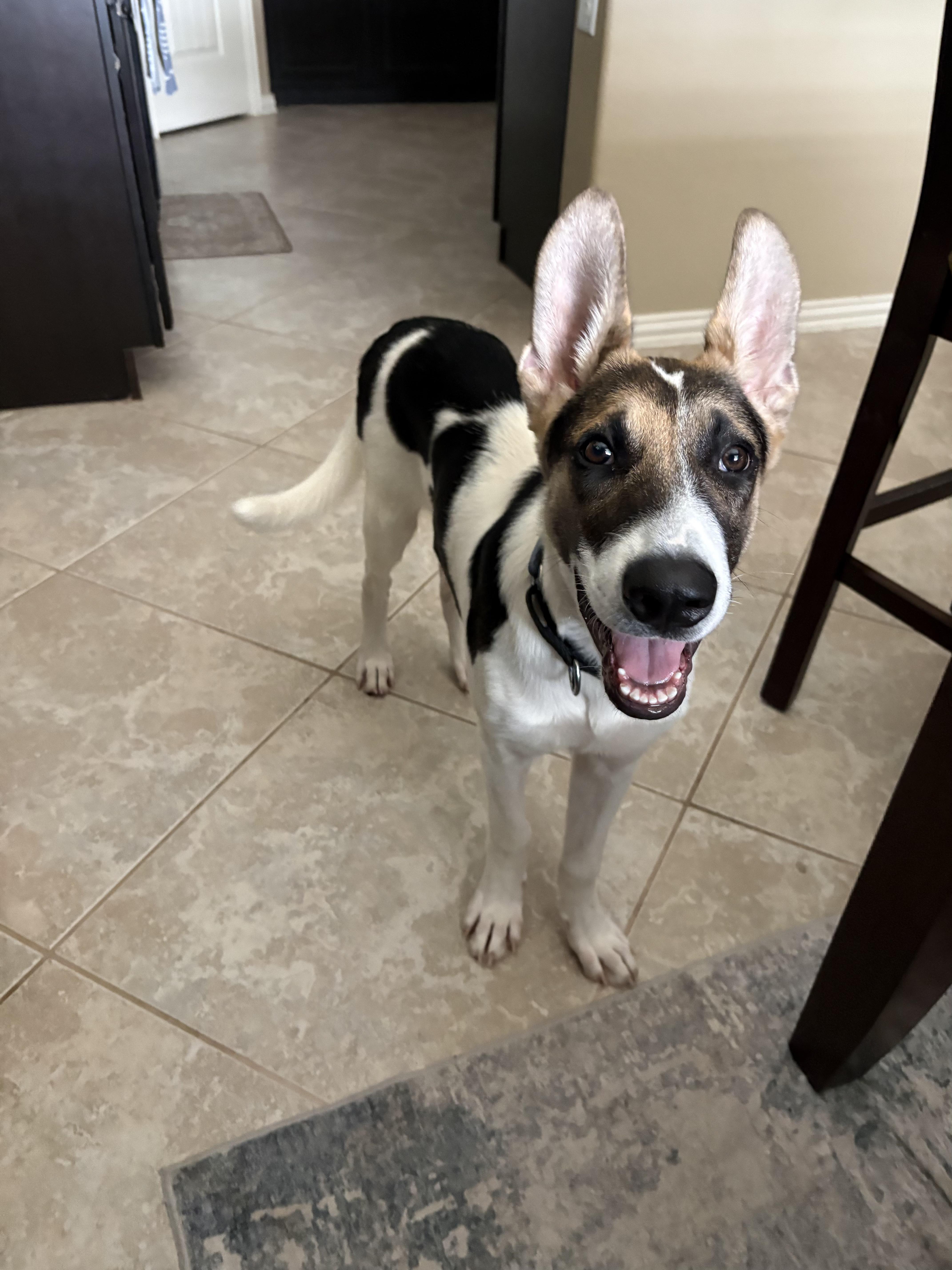 A baby medium-sized male Tricolor (Brown, Black, & White) Shepherd dog named Buster for adoption in League city, TX