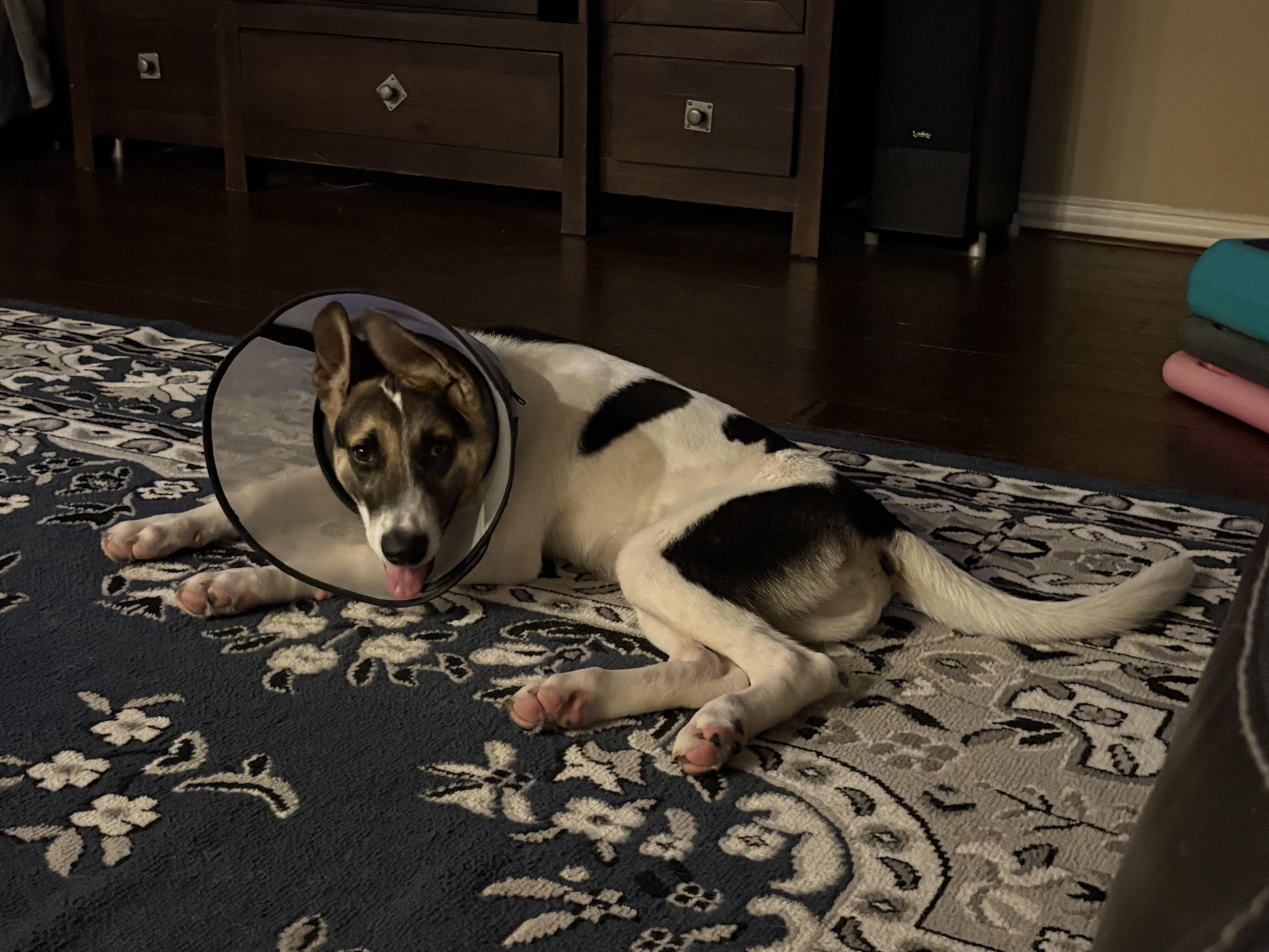 Buster thumbnail 3