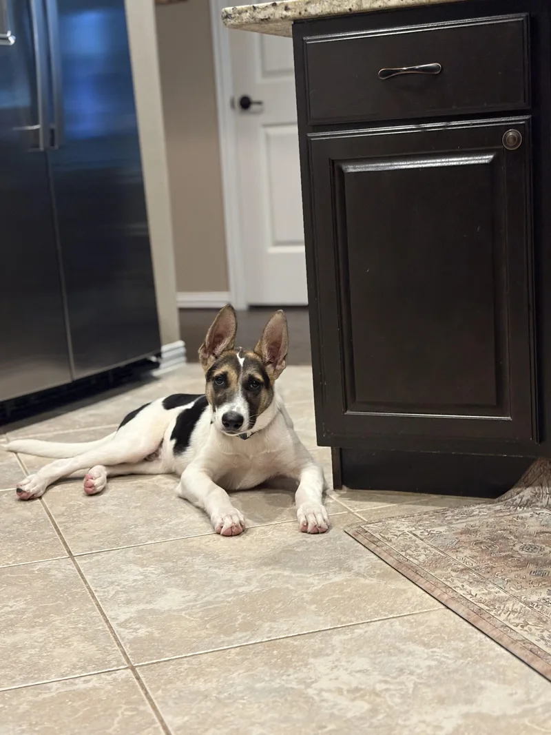 Buster thumbnail 4