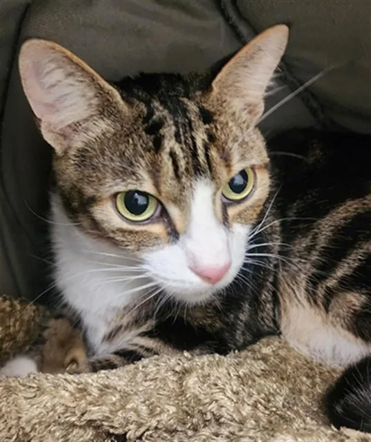 An adult medium-sized male Domestic Short Hair cat named Brendan for adoption in San Jose, CA