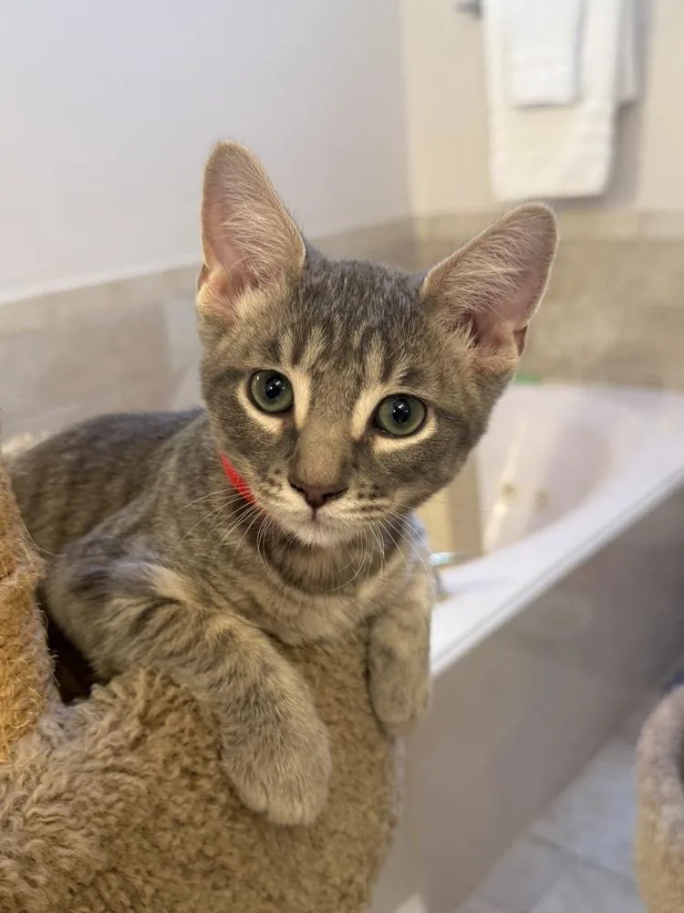 A baby small-sized male Domestic Short Hair cat named Bruce the Goose for adoption in Dallas, TX