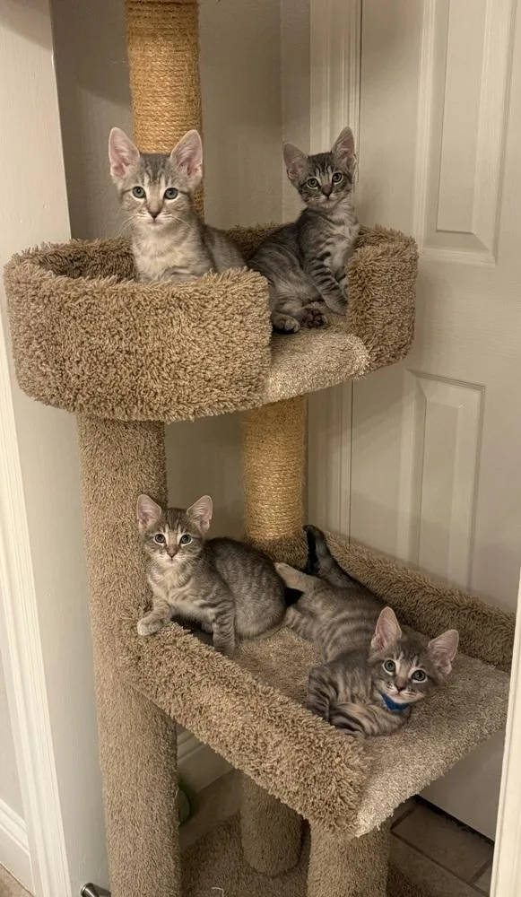 Bruce the Goose thumbnail 3