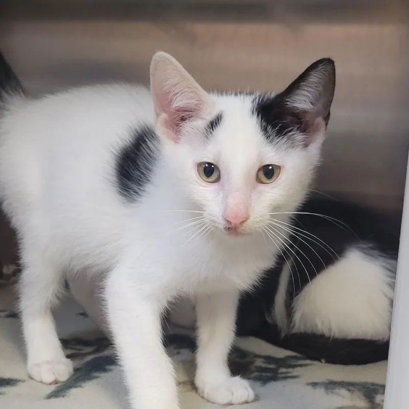 A baby small-sized male White Domestic Short Hair cat named Mochi for adoption in Milan, IL