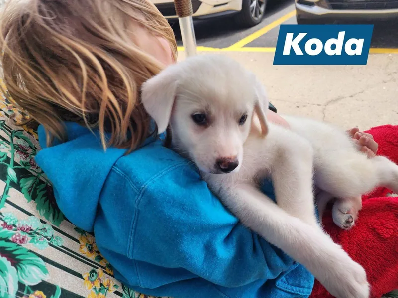 Koda