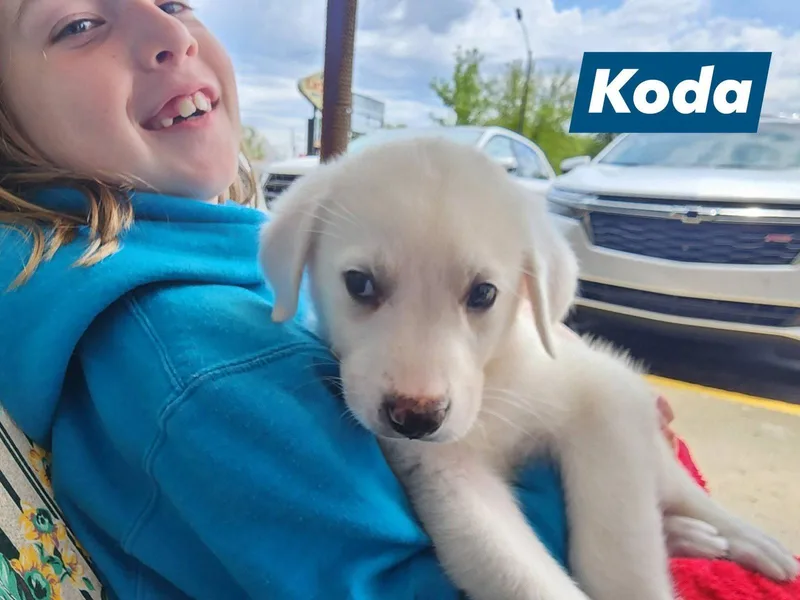 Koda thumbnail 2