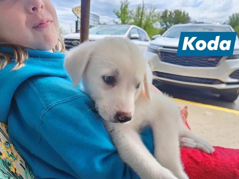 Koda thumbnail 3