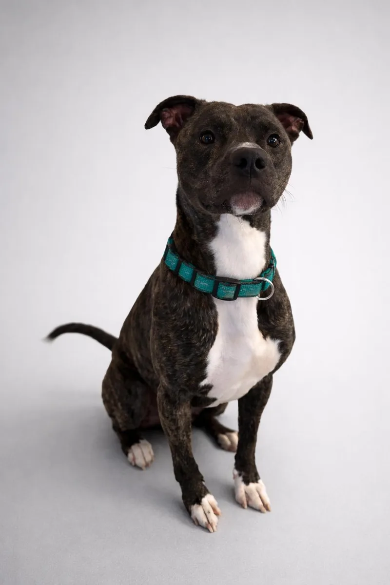 An adult medium-sized male Brindle Pit Bull Terrier dog named Bambino for adoption in Wooster, OH