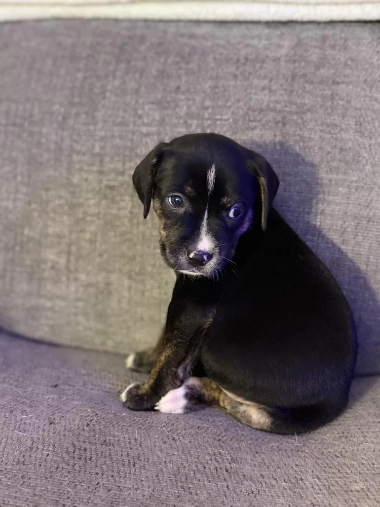 Java Oreo thumbnail 2