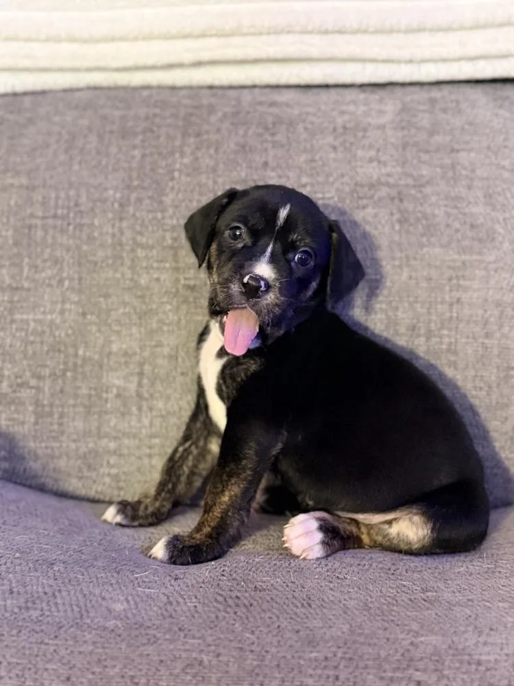 Java Oreo thumbnail 3