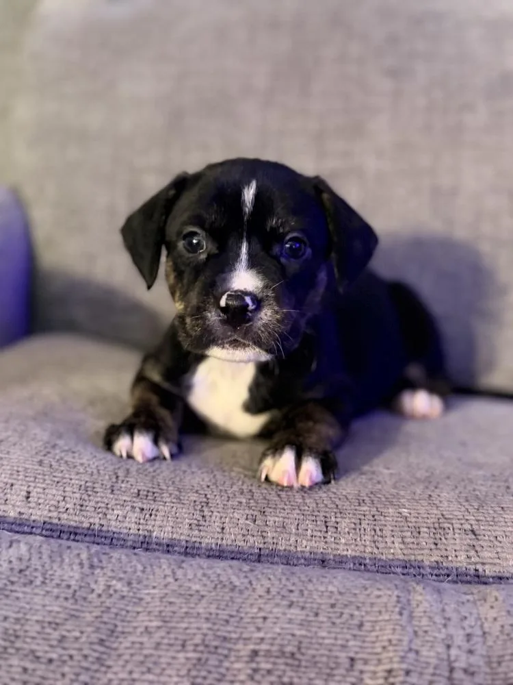 Java Oreo thumbnail 4