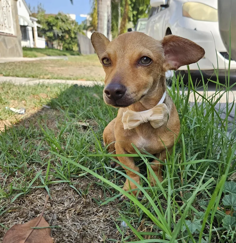 A baby small-sized female Dachshund dog named Cleo for adoption in Los Angeles, CA