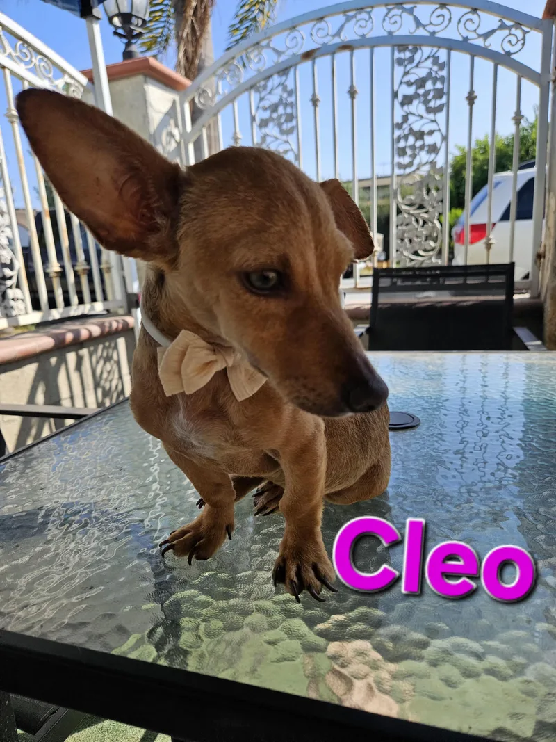 Cleo thumbnail 3
