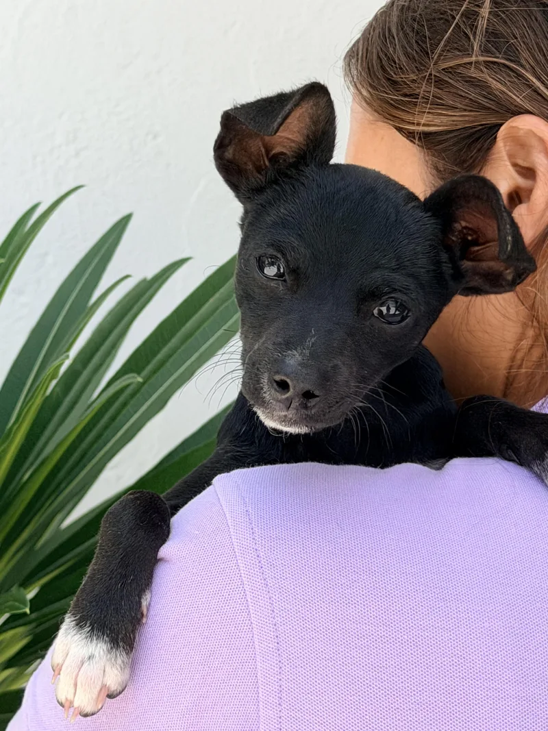 A baby small-sized female Black Chihuahua dog named Leah for adoption in Manvel, TX