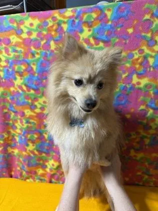 Sonny thumbnail 2