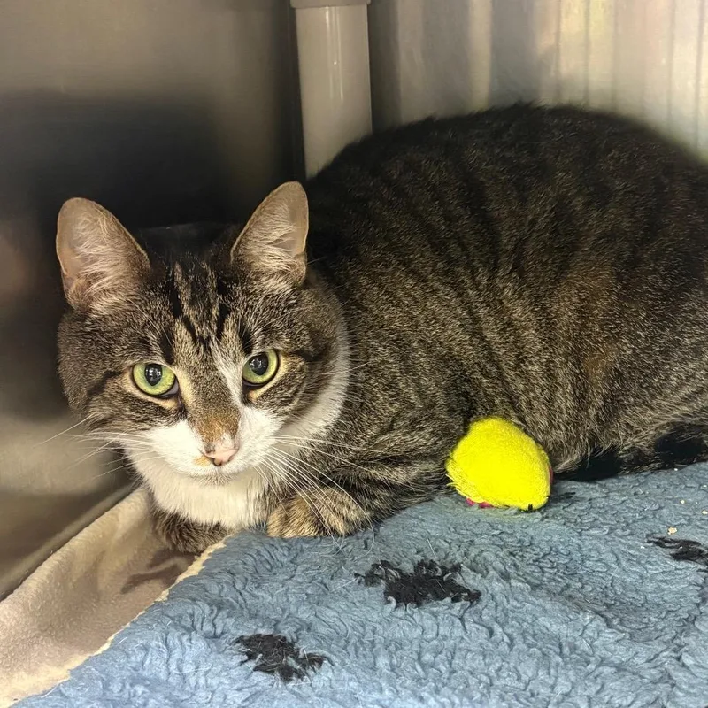 An adult extra large-sized male Brown / Chocolate Domestic Short Hair cat named King for adoption in Springfield, IL
