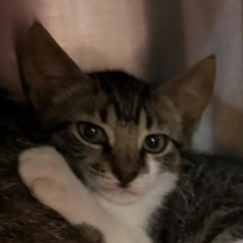A baby small-sized male Brown / Chocolate Domestic Short Hair cat named Rollerbite for adoption in Newark, DE