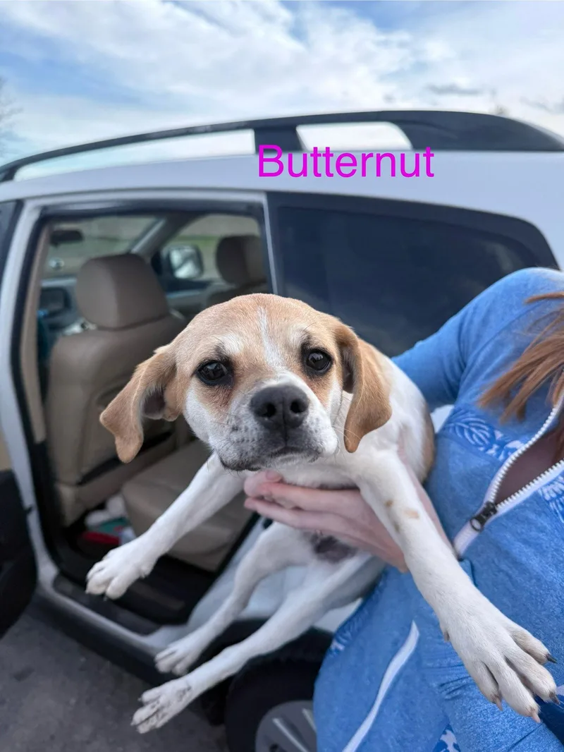 Butternut thumbnail 2