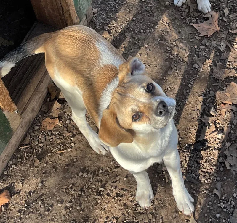 Butternut thumbnail 3