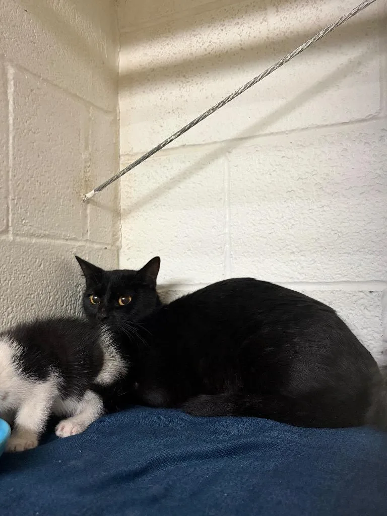 Macaroni thumbnail 2