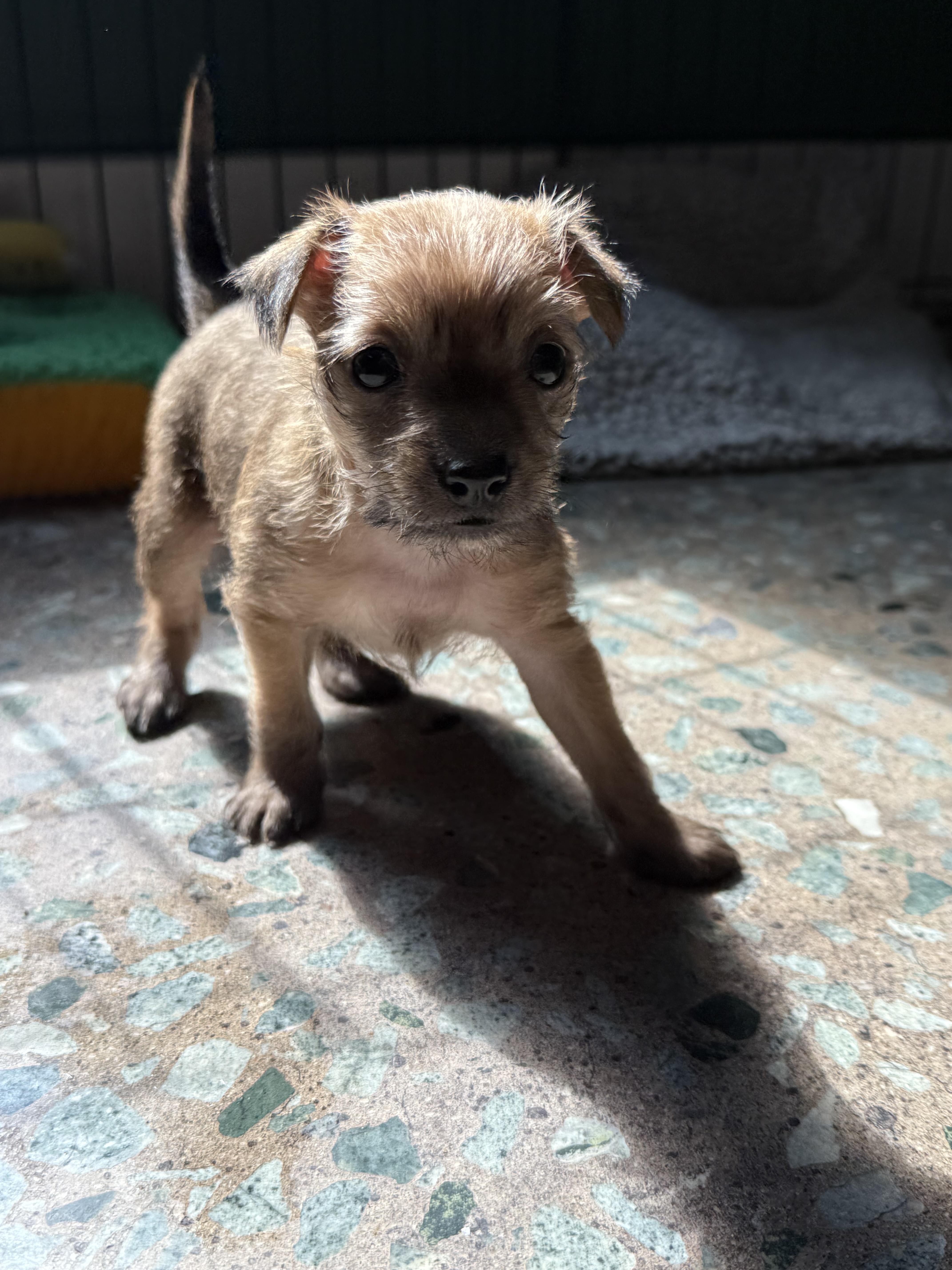 A baby small-sized male Skye Terrier dog named Ken for adoption in Hillsborough, NC