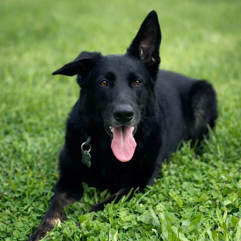 A young large-sized female Bicolor German Shepherd Dog dog named Mila for adoption in Chesterfield, MO