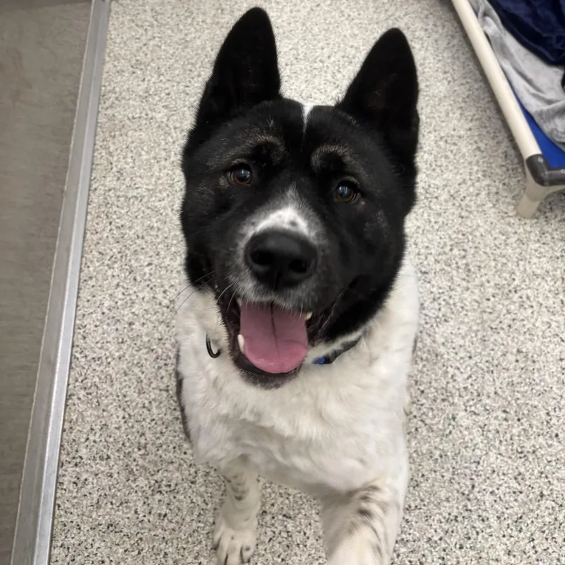 An adult large-sized male White / Cream Akita dog named Hatchi for adoption in Wilmington, DE
