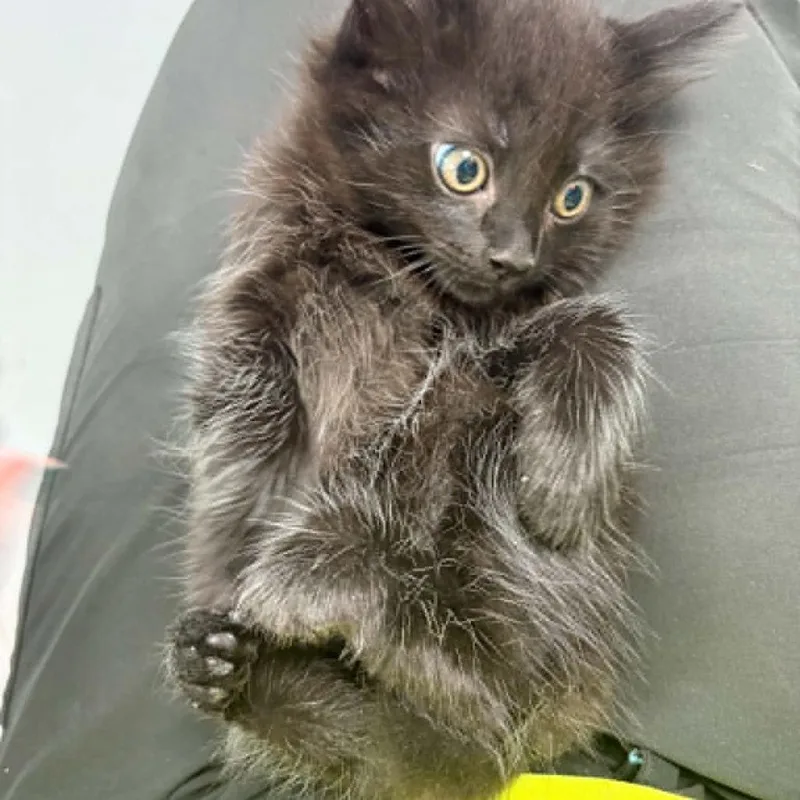A baby small-sized male Black Domestic Long Hair cat named Jason Grace for adoption in Fredericksburg, VA
