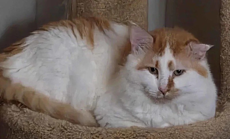 A young medium-sized male Orange & White Domestic Short Hair cat named Corbin and Levin for adoption in Sterling, MA
