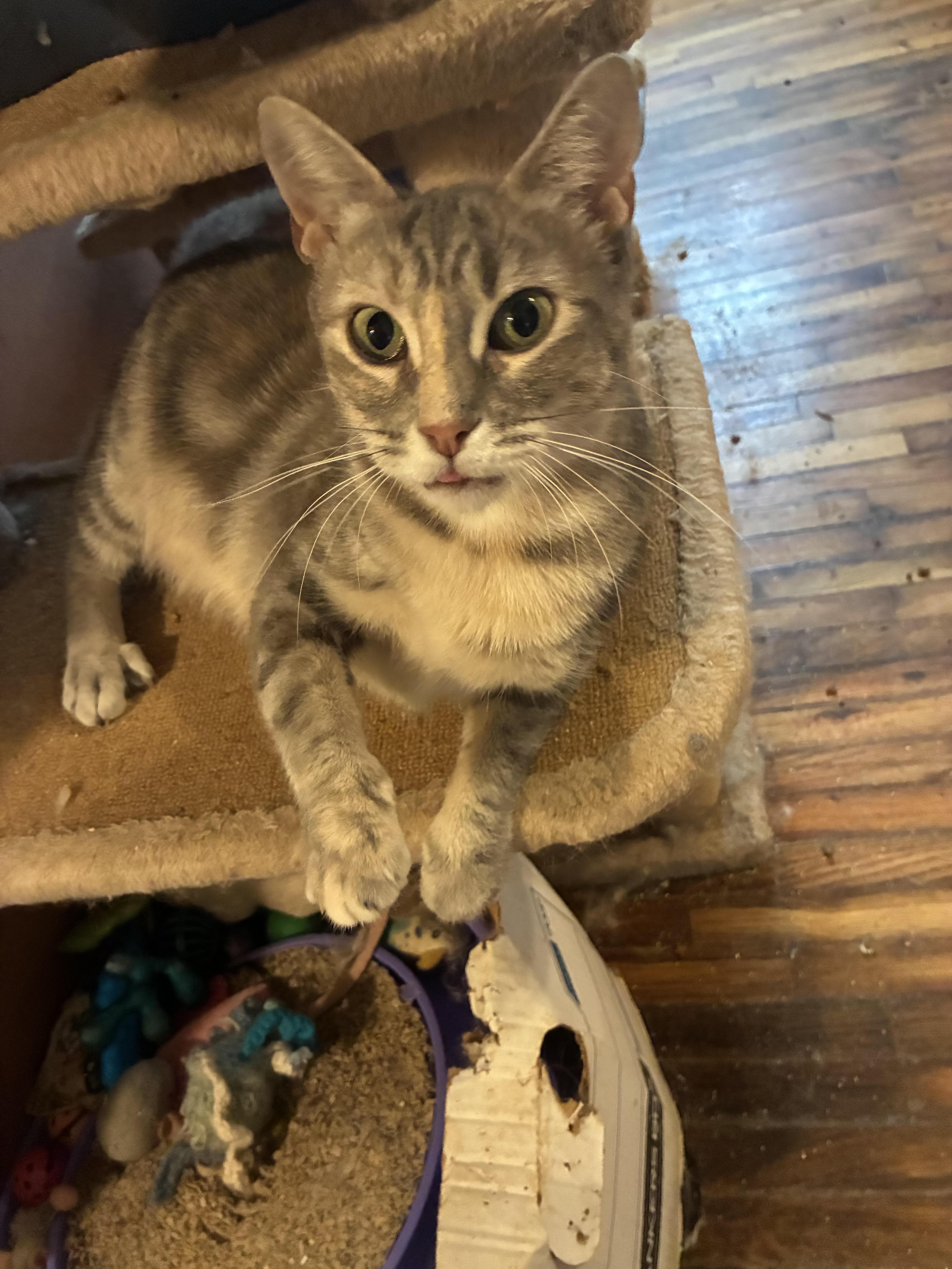 An adult small-sized female Gray / Blue / Silver Dilute Calico cat named Muffin for adoption in Howell, MI