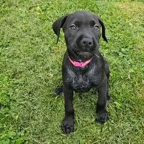 A baby small-sized female Black Great Dane dog named Rue for adoption in Dayton, OH
