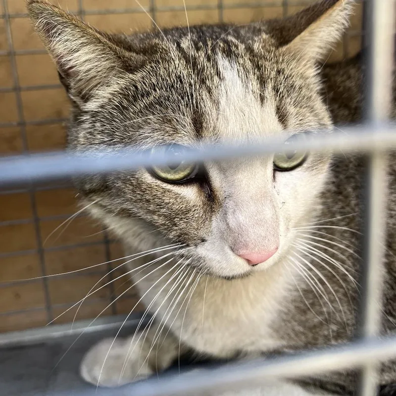 An adult small-sized male Brown / Chocolate Domestic Short Hair cat named Haccstray for adoption in Henderson, NV