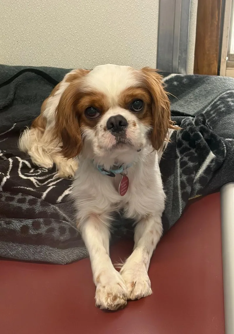 A young small-sized male Red / Chestnut / Orange Cavalier King Charles Spaniel dog named Freddy for adoption in Breinigsville, PA