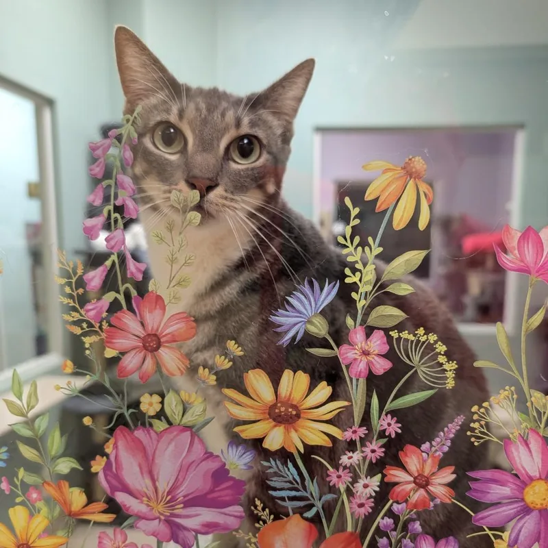 An adult large-sized female Gray / Blue / Silver Domestic Short Hair cat named Pegasus for adoption in Titusville, FL