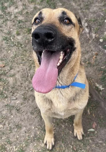 An adult large-sized male German Shepherd Dog dog named Dudley for adoption in Riverside, CA
