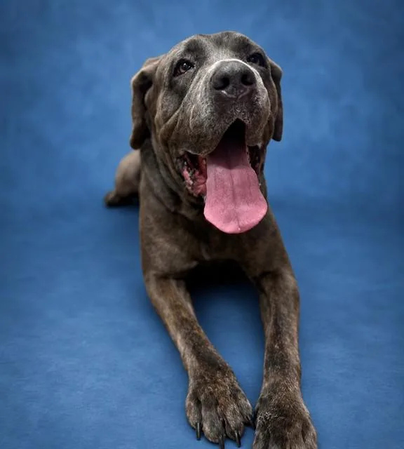 A young large-sized female Cane Corso dog named Sapphire for adoption in Westminster, MD