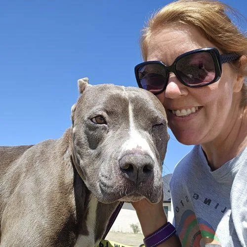A young large-sized female Gray / Blue / Silver Bull Terrier dog named Plum for adoption in WAXAHACHIE, TX