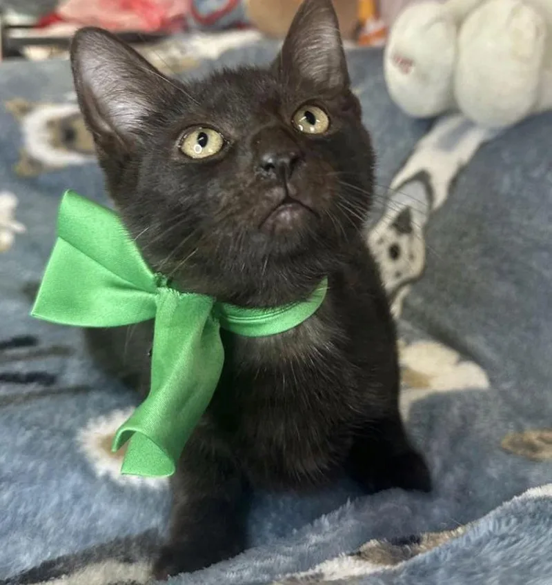 A baby medium-sized male American Shorthair cat named Andrei for adoption in Margate, FL