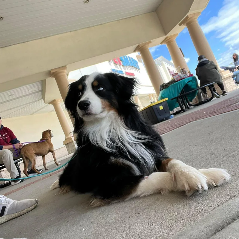 A young medium-sized male Tricolor (Brown, Black, & White) Australian Shepherd dog named Snow for adoption in Long Beach, NY